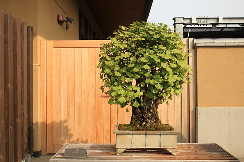いちょう Icho (Gingko) - 盆栽美術館 - bonsai museum