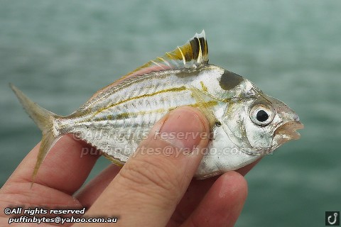 Spotnape Ponyfish - Nuchequula nuchalis