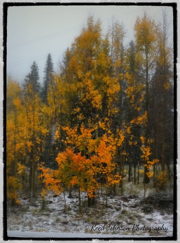 Snow in the Golden Aspens by bichonphoto