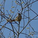 song sparrow dP5141200