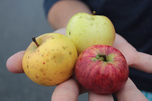 Apples, Wiscasset, Maine