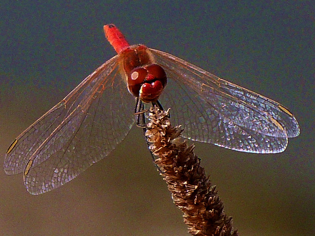 22-10-2011-transparent-wings-kissed-by-d-sun2
