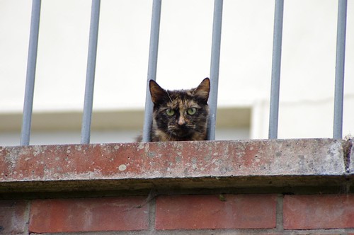 Sitting on the neighbor's balcony, Mom kitty