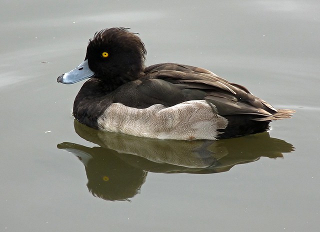 25247 - Tufted Duck, Llanelli WWT