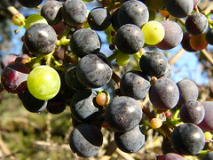 wild grapes