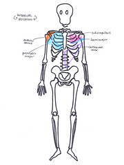 shoulder internal rotation
