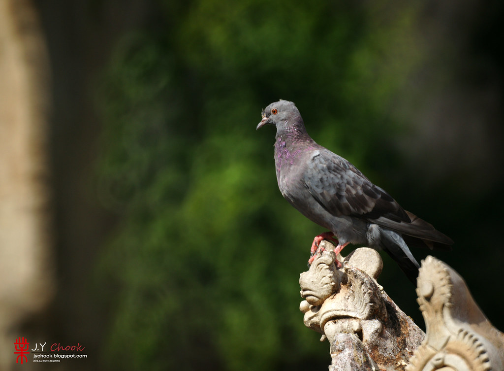 Pigeon at Batu Caves