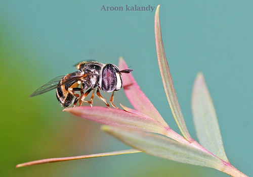 The serene Hoverfly........