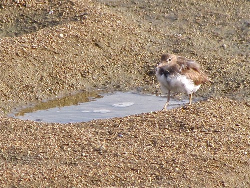 Spotted Sandpiper at Gridley Wastewater Treatment Ponds 01