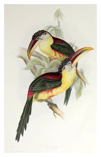 003-Araçari Curl con cresta-A monograph of the Ramphastidae or family of Toucans-1834- John Gould