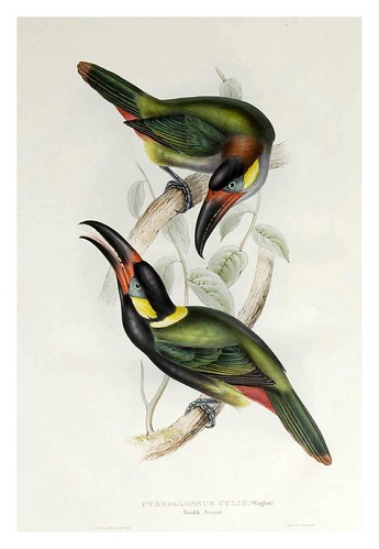 006- Araçari Koulik-A monograph of the Ramphastidae or family of Toucans-1834- John Gould
