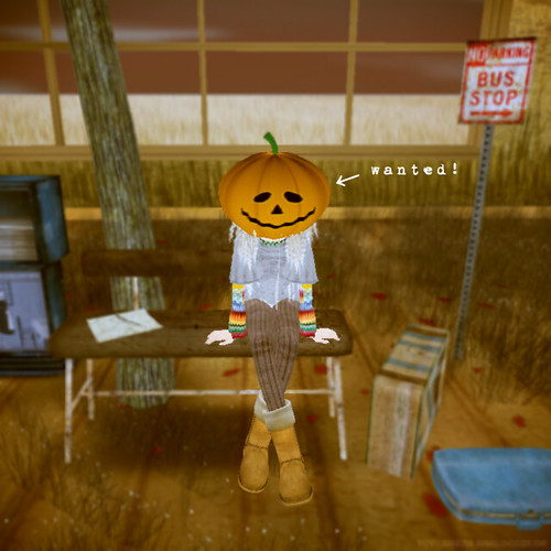 Look for a pumpkin!!