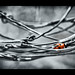 Ladybird in Barbed Wire