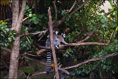 Auckland Zoo - Lemurs