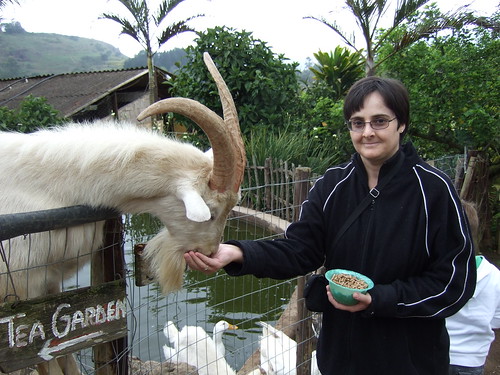 Tracy Feeding The Goats