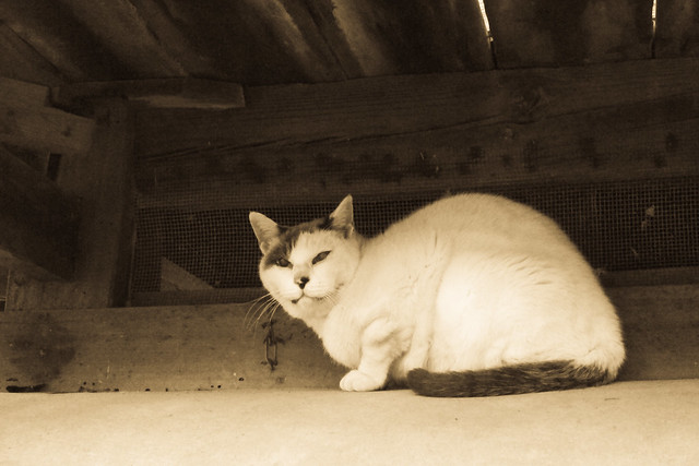 Today's Cat@2011-11-09