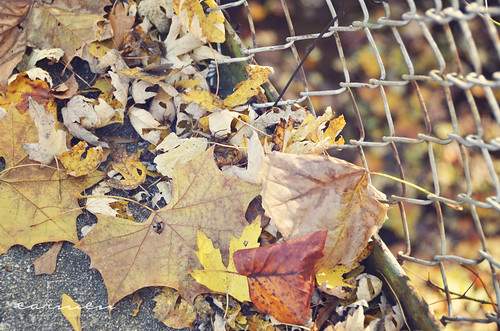 fenced leaves