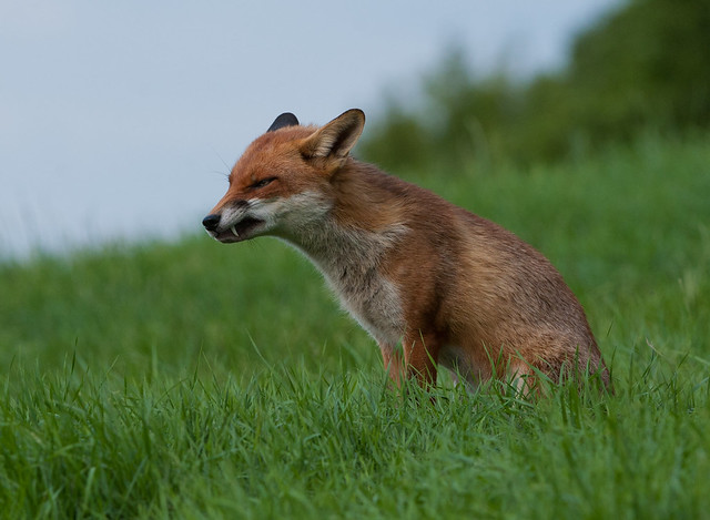 fox mean looking