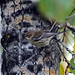 P9114020-1 audubon's warbler