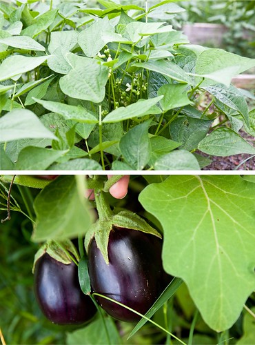 Eggplant and Green Beans
