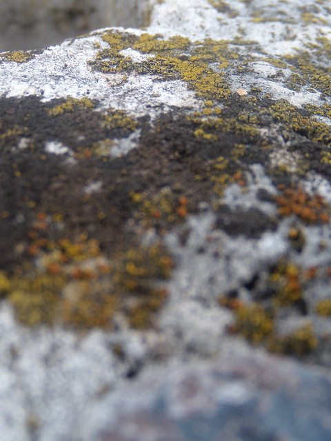 lichens of the well