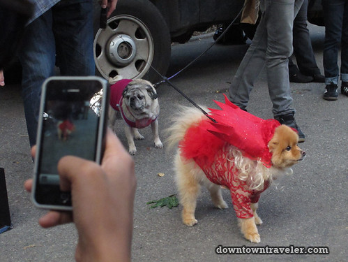 Tompkins Park Halloween Dog Parade_Pomeranian as Lady Gaga costume