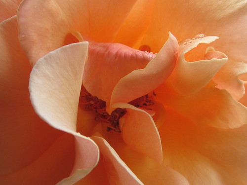 Peach Rose Flower Petals