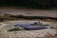 Auckland Zoo - Hippos in the mudpool