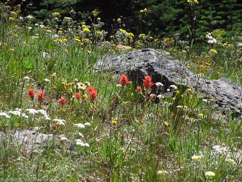 Wildflowers on Columbia Mountain, Colville National Forest, Washington