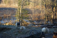 Sheeps in the pretty morning light