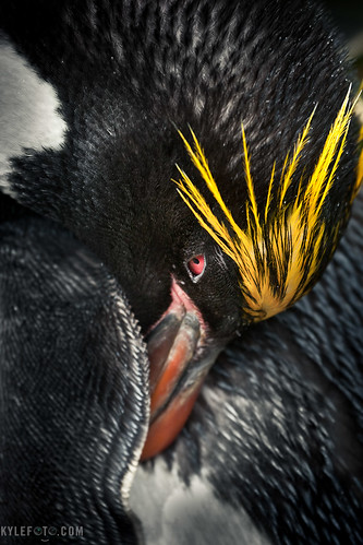 Macaroni penguin by Kylefoto
