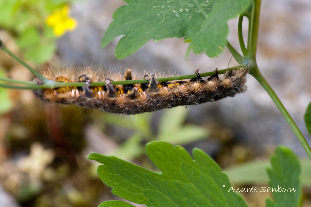 American Lappet Moth Larva (Phyllodesma americana)-46.jpg