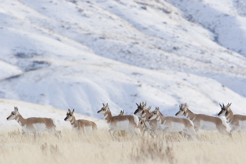 Pronghorn antelope on the move along the migration route. Photo credit: Mark Gocke.