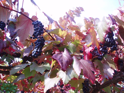 Autumn grapevine, with the leaves turning slowly to red, and several clusters of small grapes.