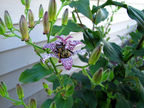 Bee on toad lily