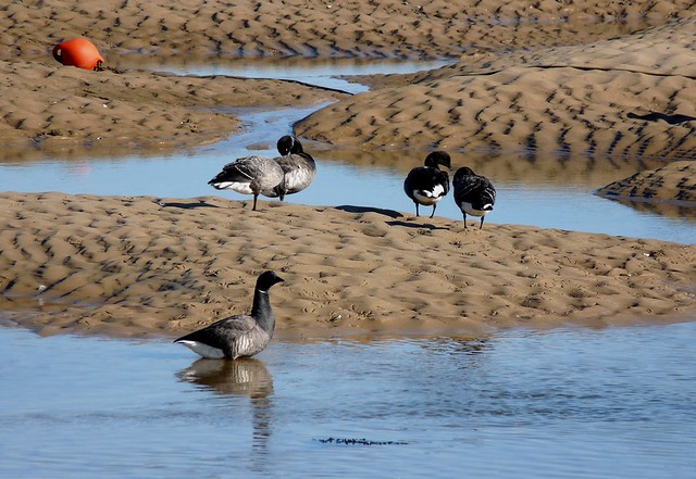 25178 - Brent Geese, Wells-next-the-Sea