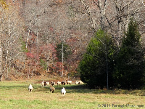 Rounding up the sheep surrounded by autumn color 11 - FarmgirlFare.com