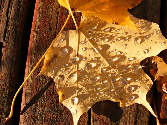 Fall rains bring diamonds on leaves