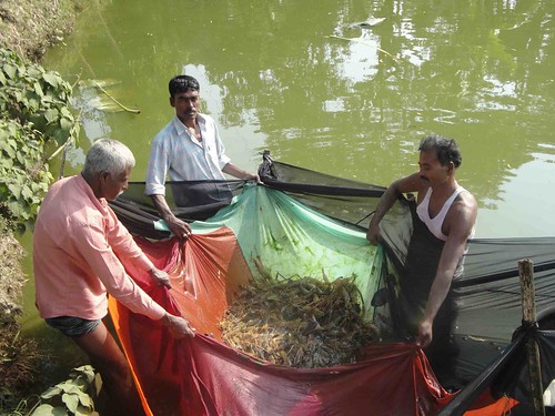 Abdus Sattar (on the right) has cultured freshwater prawn in his pond under the guidance of REAP project. He said, “I am now confident to grow prawn in my ponds and earn additional income along with other fishes in same pond.” Sattar is harvesting marketable prawn from his pond. Photo credit to Winrock International.