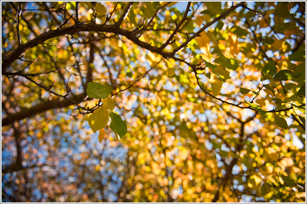 318 of 365 - Colors of Fall.