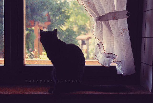 windowsill cat