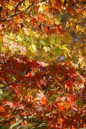 Autumn Colours at Westonbirt Arboretum - Japanese maple by CharlesFred