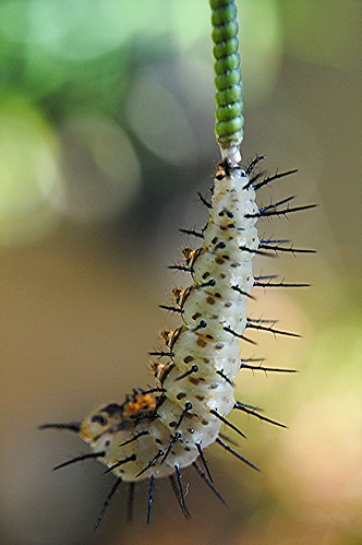 Zebra longwing caterpillar has "cemented" itself to Corky Stem Passion Vine by jungle mama