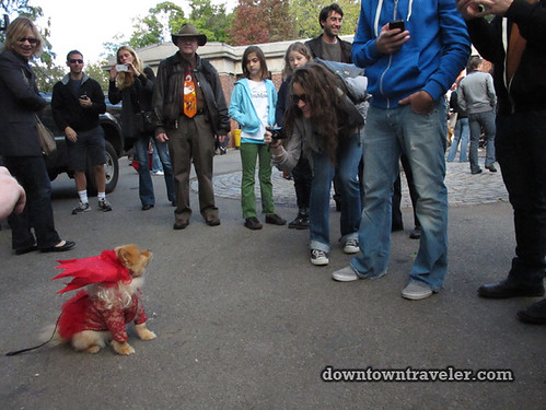 Tompkins Park Halloween Dog Parade_Pomeranian as Lady Gaga