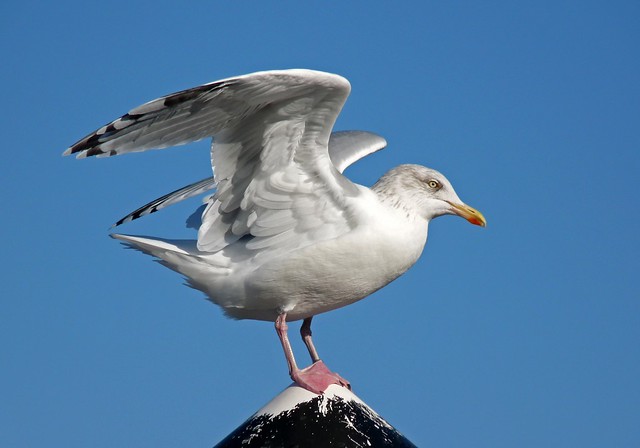 25184 - Herring Gull, Wells-next-the-Sea