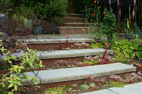 steps with succulents