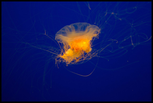 jellyfishb