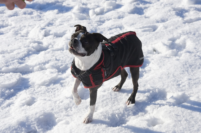 Boston Terrier in snow