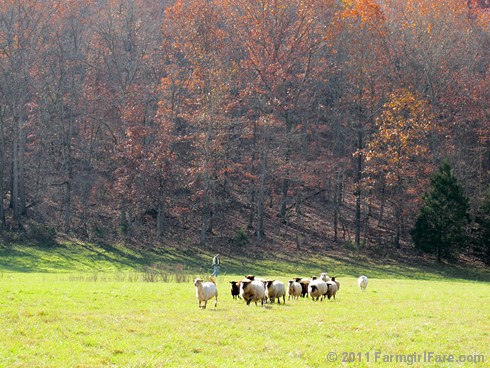 Rounding up the sheep surrounded by autumn color 6 - FarmgirlFare.com