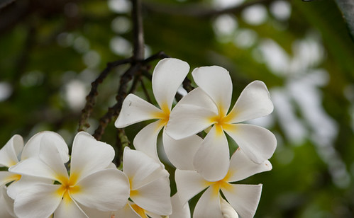 hawaii flower 5